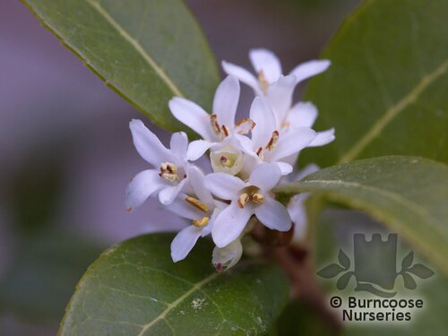 OSMANTHUS x 'Burkwoodii'  