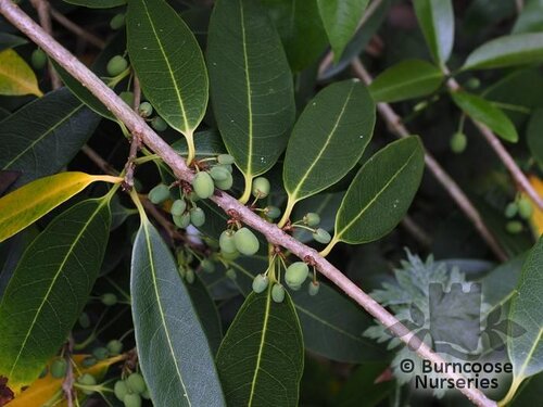 OSMANTHUS yunnanensis  