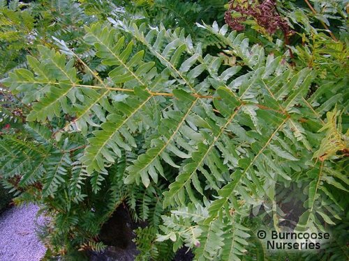 HARDY FERNS Osmunda regalis  