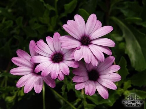 OSTEOSPERMUM 'Cannington Roy'  