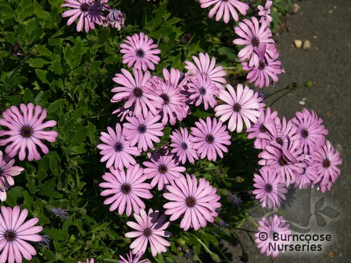 OSTEOSPERMUM   
