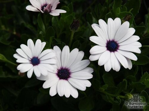 OSTEOSPERMUM ecklonis compacta 