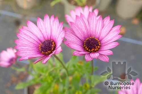 OSTEOSPERMUM 'Sennen Sunrise'  