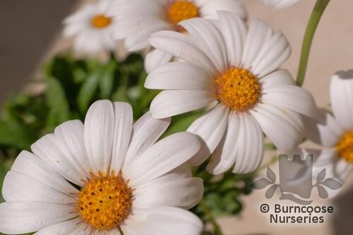 OSTEOSPERMUM 'Snow Pixie'  
