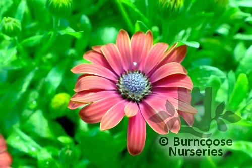 OSTEOSPERMUM SummerSmile 'Cardinal'  