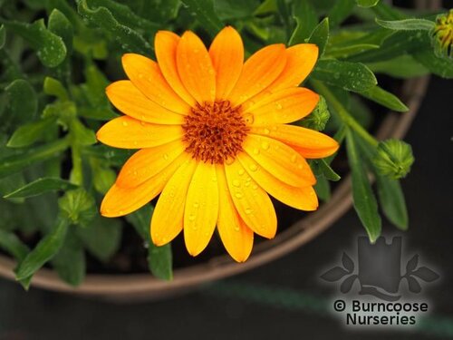 OSTEOSPERMUM SummerSmile 'Orange'  