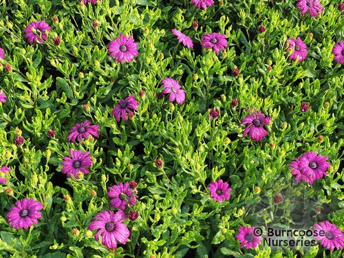 OSTEOSPERMUM 'Tresco Purple'  