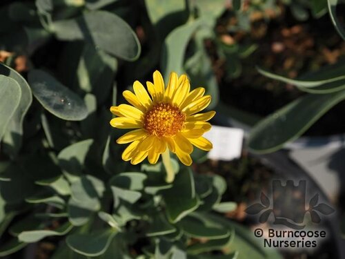 OTHONNA cheirifolia  