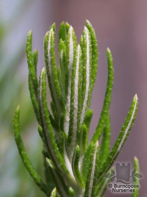 OZOTHAMNUS rosmarinifolius  