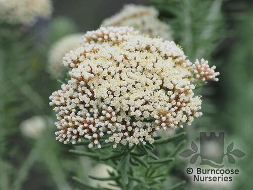 OZOTHAMNUS rosmarinifolius 'Silver Jubilee' 