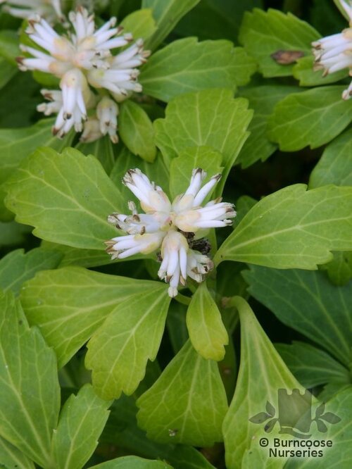 PACHYSANDRA terminalis  