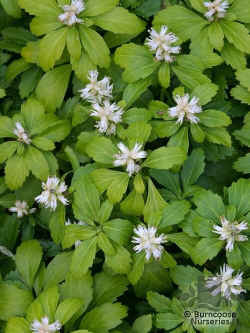 PACHYSANDRA   