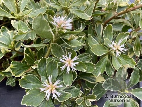 PACHYSANDRA terminalis 'Variegata' 