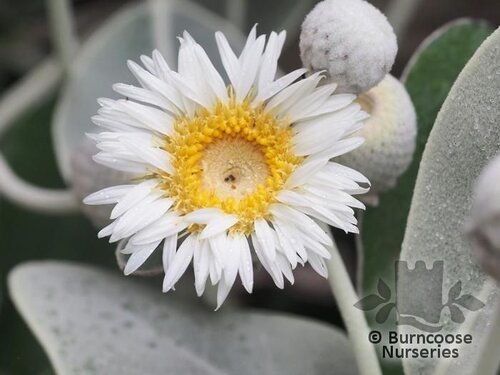 PACHYSTEGIA insignis  