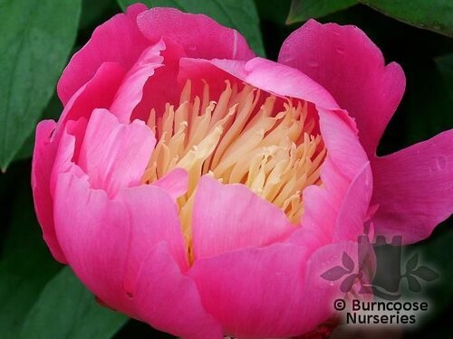 PAEONIA 'Bowl of Beauty'  