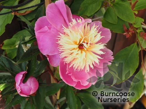 PAEONIA 'Bowl of Beauty'  