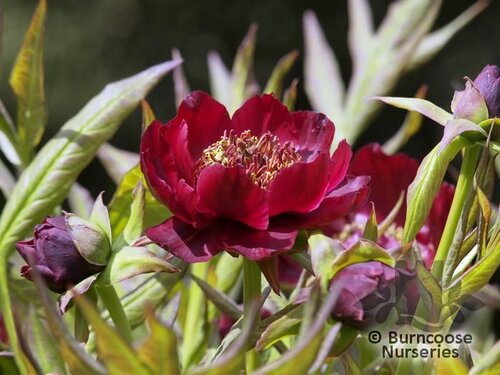 PAEONIA delavayi  