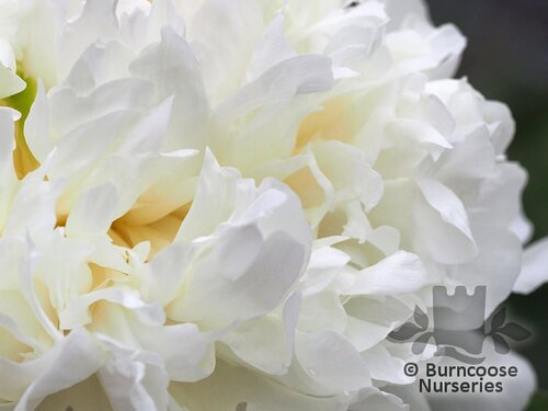 PAEONIA 'Duchess de Nemours'  