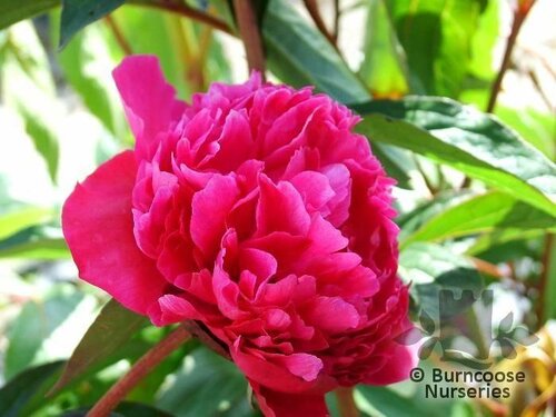PAEONIA 'Felix Crousse'  