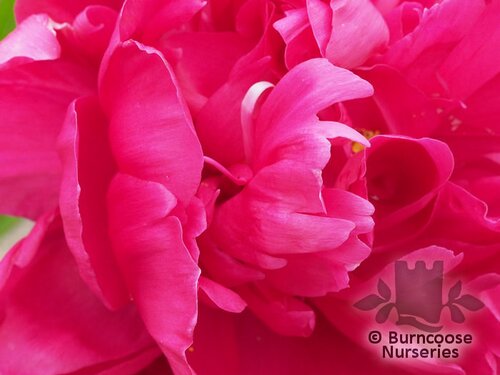 PAEONIA 'Karl Rosenfield'  