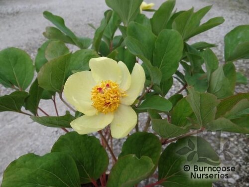 PAEONIA mlokosewitschii  