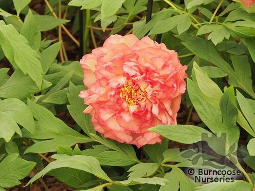PAEONIA suffruticosa orange 