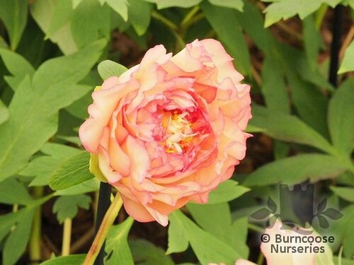 PAEONIA   