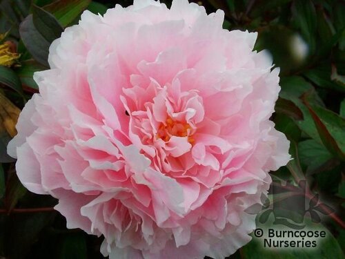 PAEONIA 'Sarah Bernhardt'  