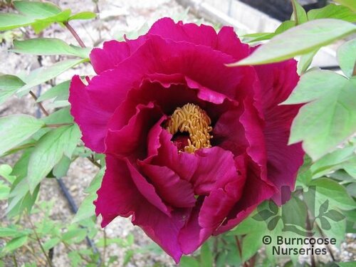 PAEONIA suffruticosa black 