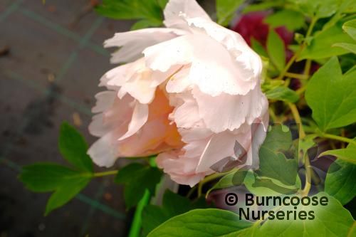 PAEONIA suffruticosa pink-white 