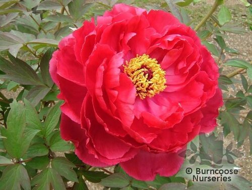PAEONIA suffruticosa red 