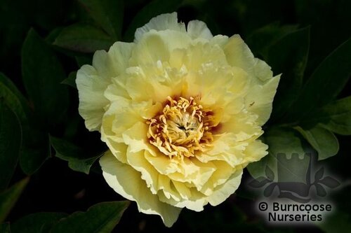 PAEONIA suffruticosa yellow 