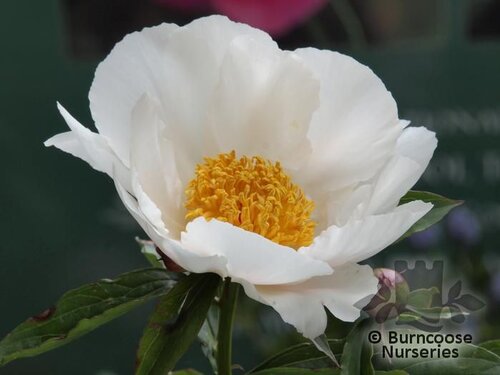 PAEONIA 'White Wings'  