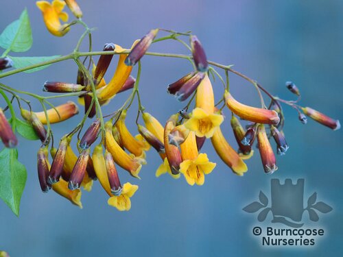 PANDOREA jasminoides 'Golden Showers' 