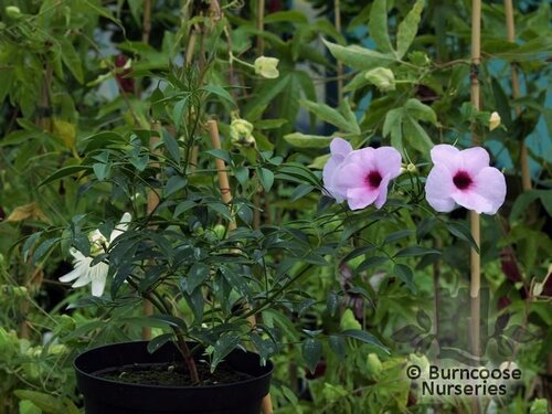 BIGNONIA   
