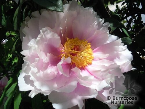 PAEONIA suffruticosa pink 