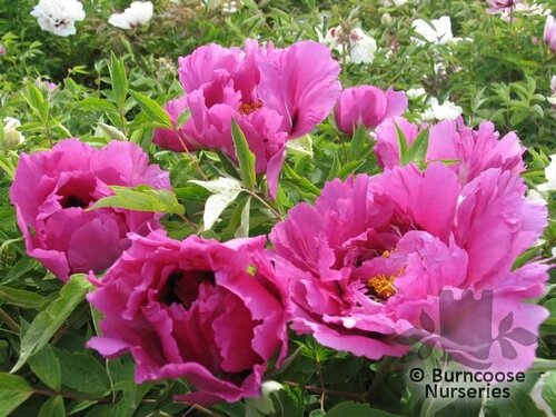 PAEONIA suffruticosa purple 