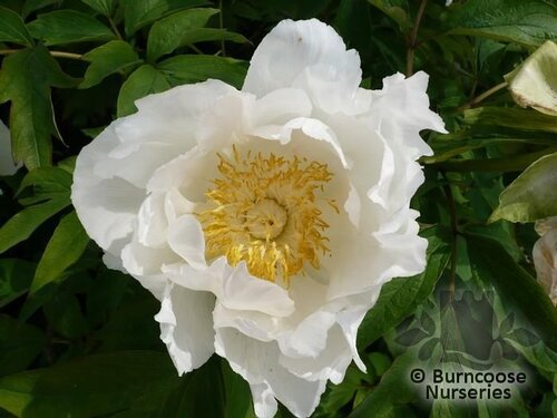PAEONIA suffruticosa white 