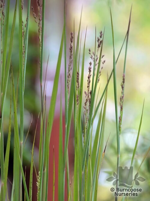 PANICUM   