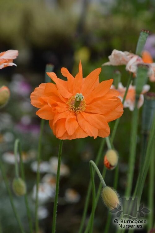 PAPAVER rupifragum 'Flore Pleno' 