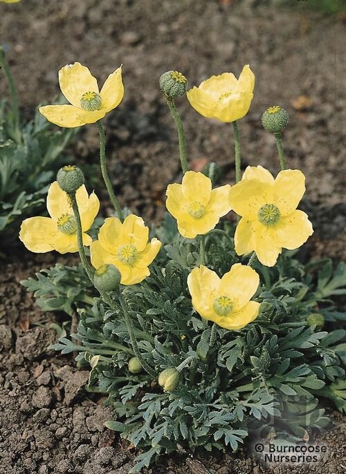 PAPAVER nudicaule 'Moondance' 