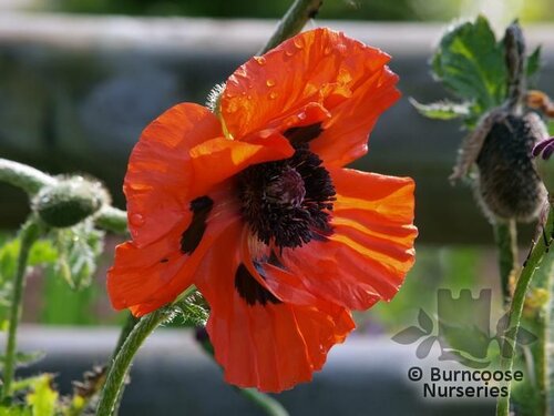 PAPAVER orientale  