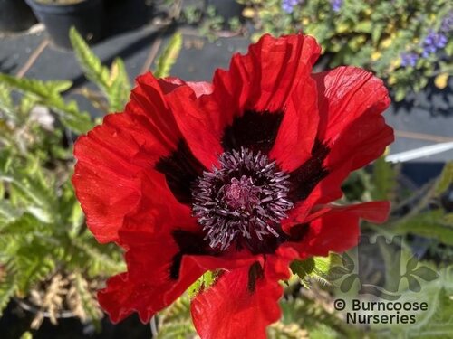 PAPAVER orientale 'Harlem' 
