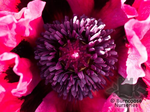 PAPAVER orientale 'Patty's Plum' 