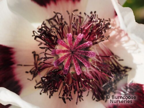 PAPAVER orientale 'Royal Wedding' 