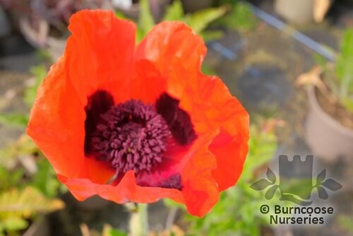 PAPAVER orientale 'Allegro' 