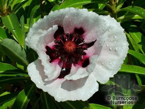 PAPAVER orientale 'Perry's White' 