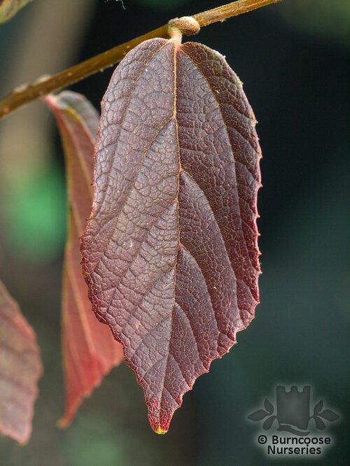 PARROTIA subaequalis  