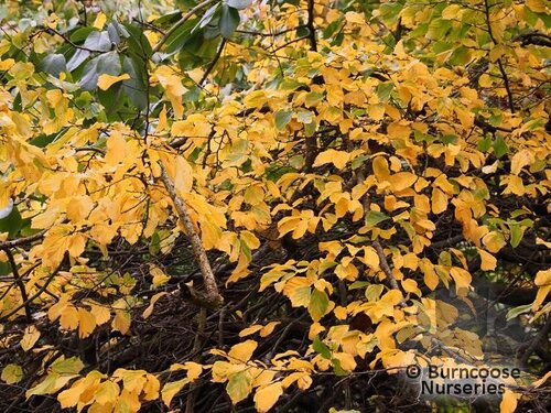 PARROTIA persica  