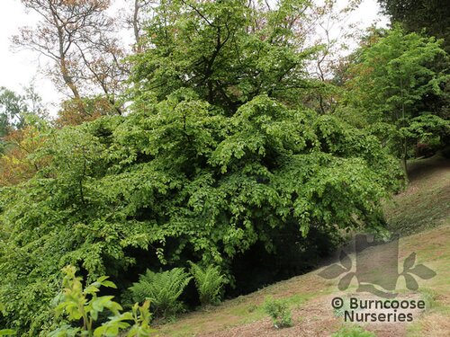 PARROTIA   